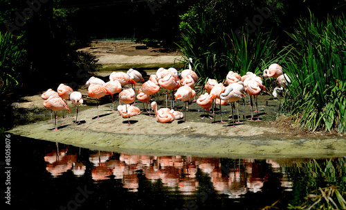 Flock Of Flamingos