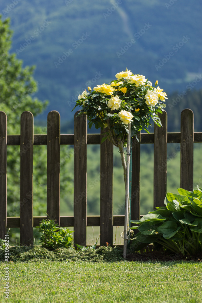 Fototapeta premium Gelbe Rose