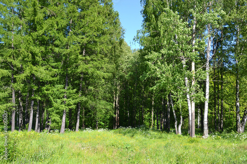 Trees in a summer forest.