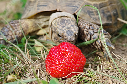 Russian tortoise eating strawberry photo