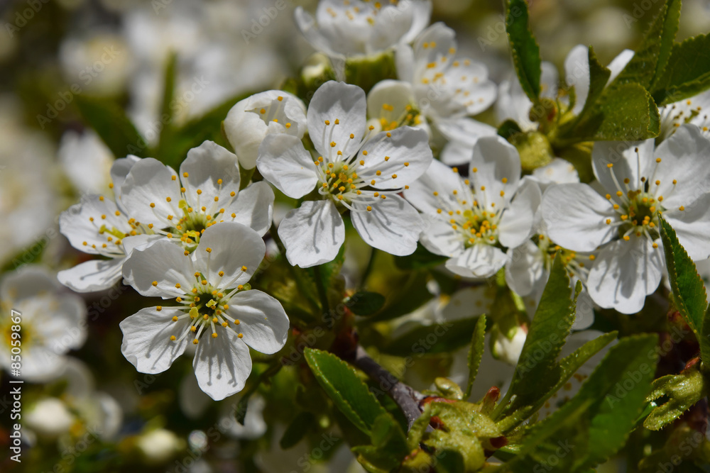 Cherry tree blossom