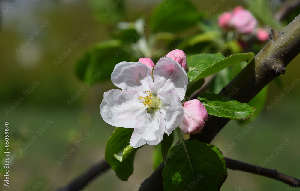 Obraz premium Apple tree blossom