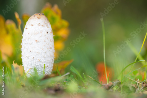 Foto shaggy ink cap