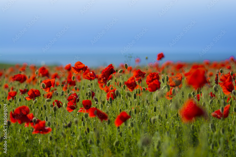 Fototapeta premium Poppy field with blue sky, Polly Joke, Crantock, Cornwall, UK