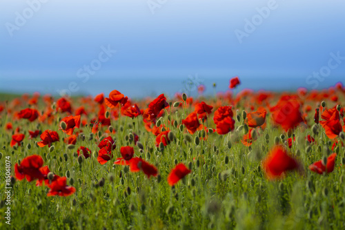 Fototapeta Naklejka Na Ścianę i Meble -  Poppy field with blue sky, Polly Joke, Crantock, Cornwall, UK