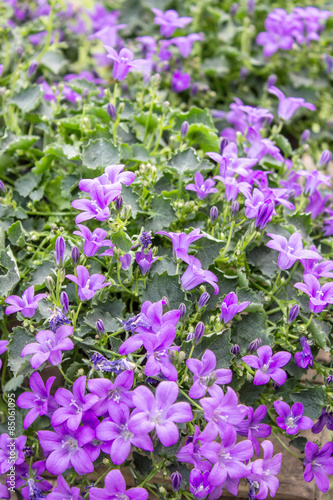 summer flower   violet bellflower with small flowers