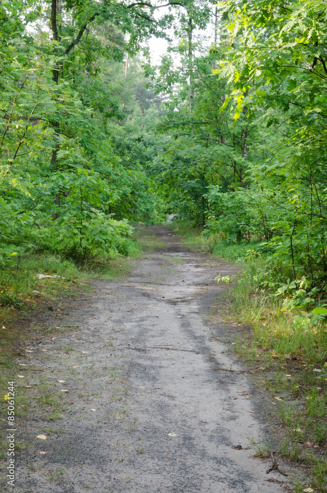 summer forest