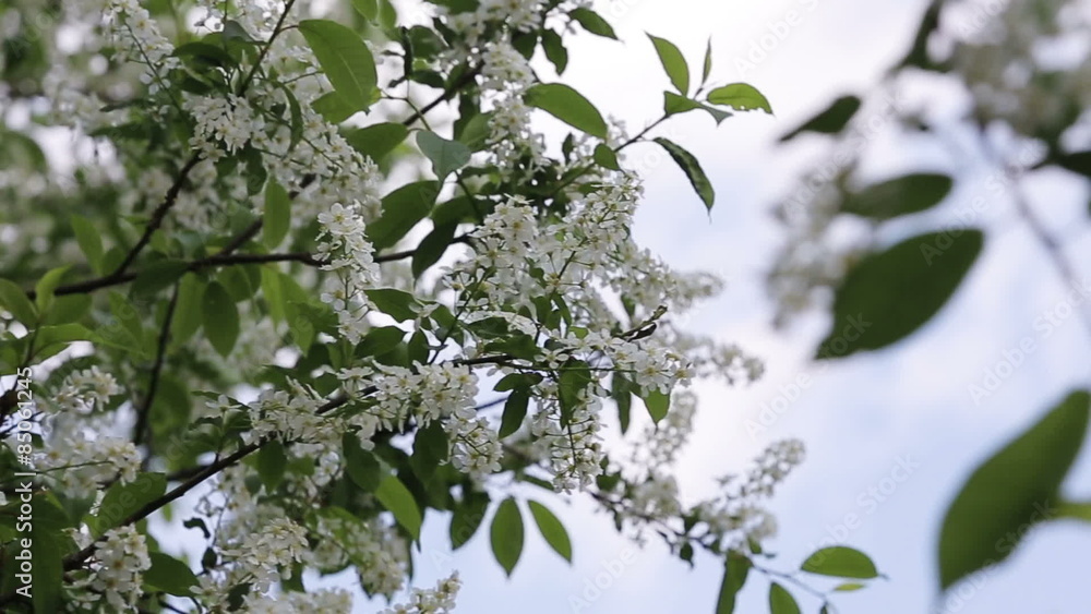 branch of bird cherry branch of bird cherry