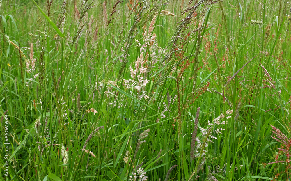 Diverse grasses and seed heads Diverse grasses and seed heads