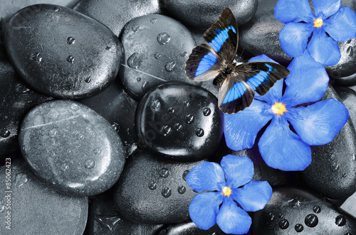 Butterfly, blue flower and black stones #85062423