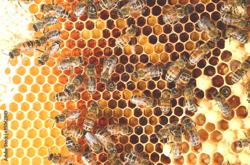 pszczoły na plastrze miodu 