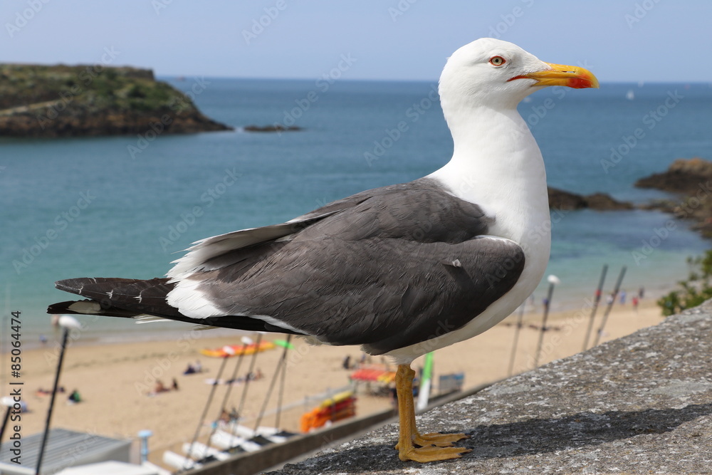 Goéland à Saint Malo