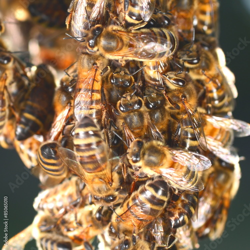 pszczoły wiszące na plastrze miodu 