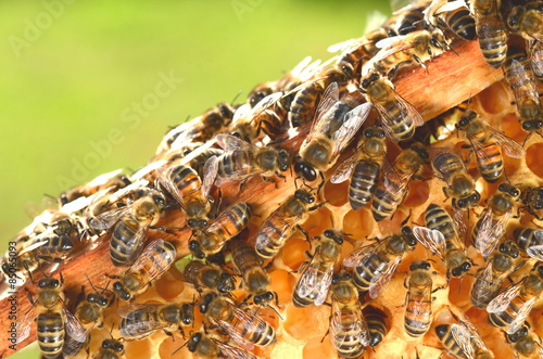 pszczoły na plastrze miodu wiosenną porą  #85065093