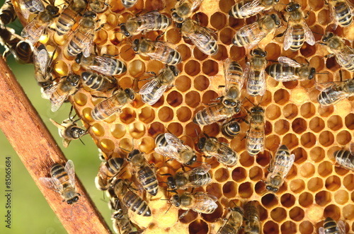 pszczoły na plastrze miodu wiosenną porą 