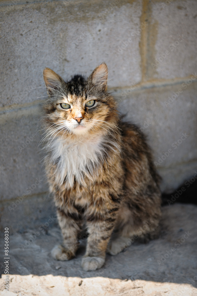 beautiful cat sits near the wall beautiful cat sits near the wall