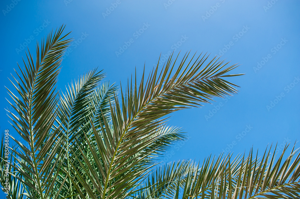 palm branches against the blue sky palm branches against the blue sky