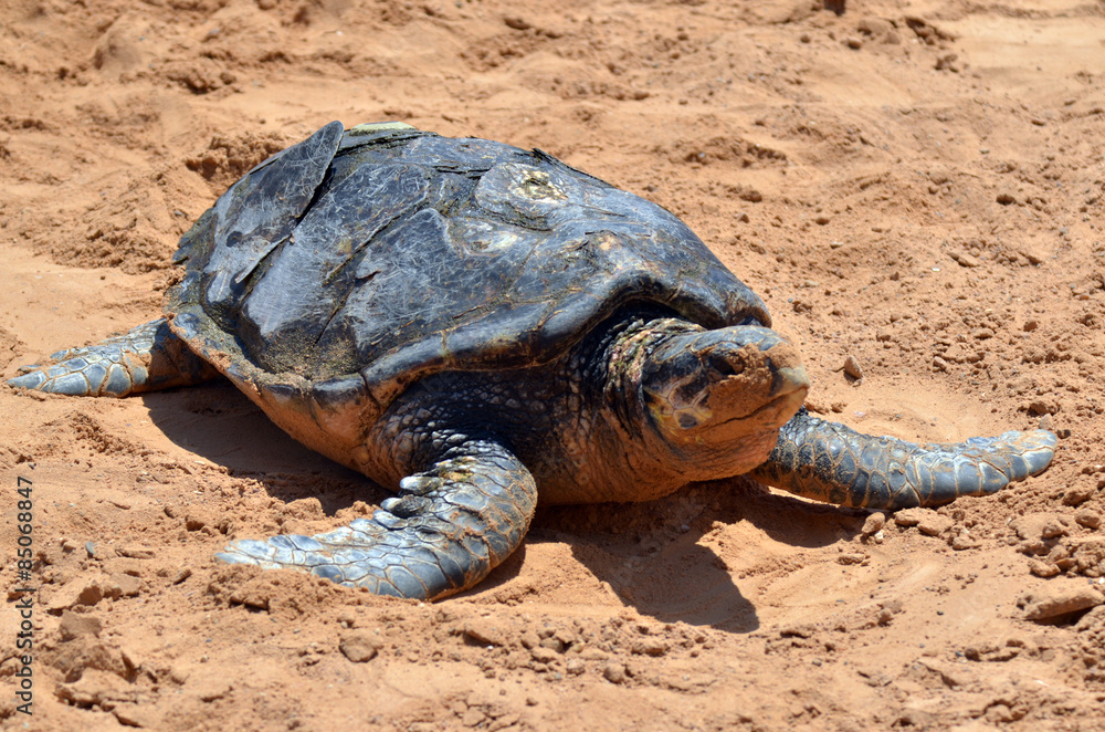Green sea turtle in Eilat Israel