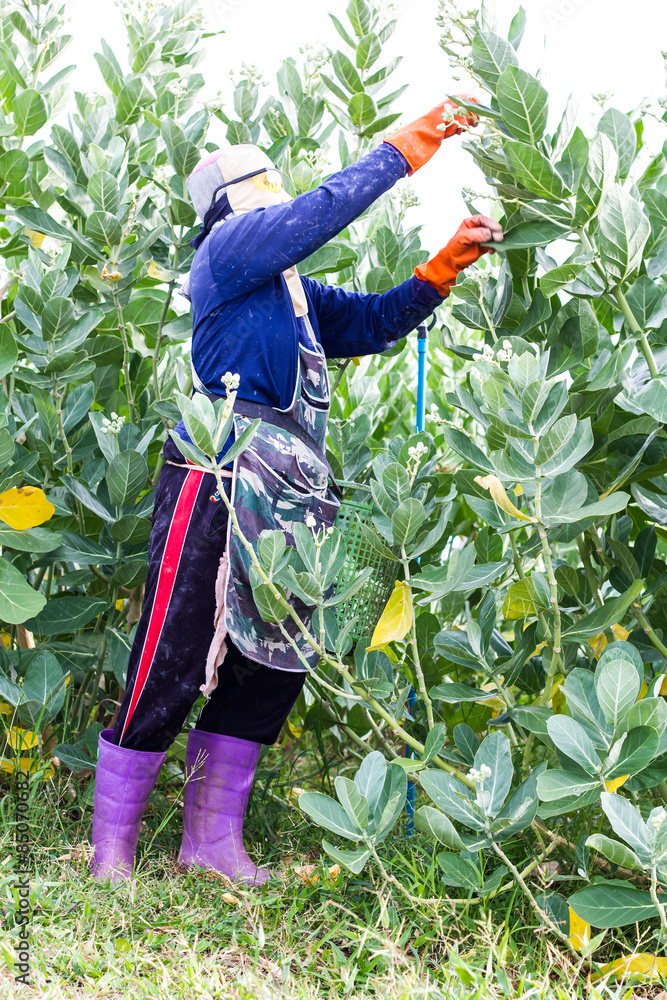 Fototapeta premium zbieranie kwiatów Calotropis