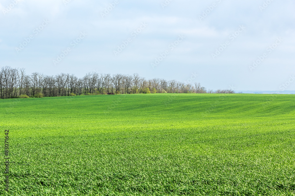 Obraz premium Green field with shoots of spring wheat
