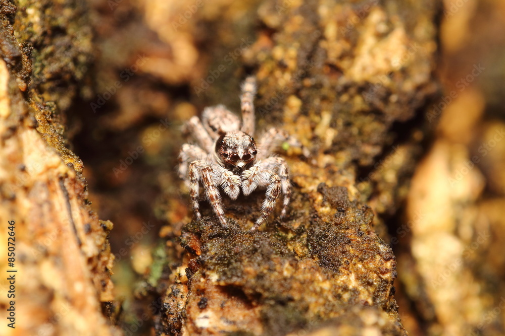 Small insect and bug spider in the garden Small insect and bug spider in the garden