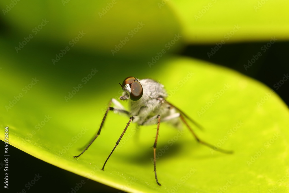 Fototapeta premium Small insect and bug spider in the garden