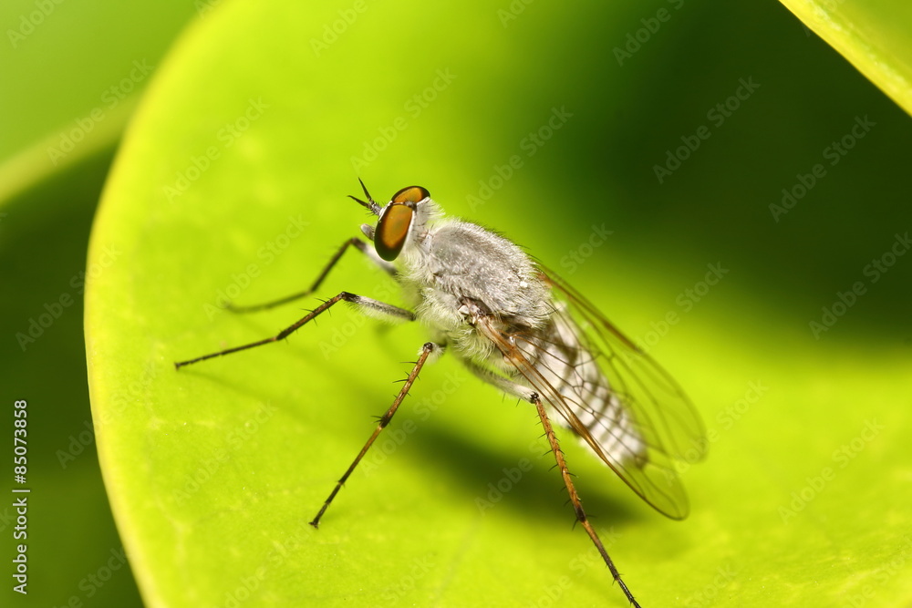 Fototapeta premium Small insect and bug spider in the garden