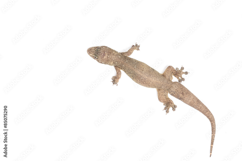 Close up dead of lizard isolated on white Close up dead of lizard isolated on white
