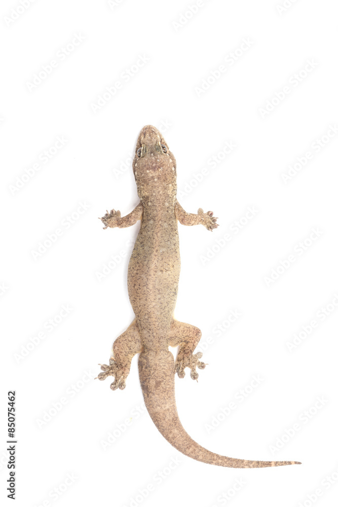 Naklejka premium Close up dead of lizard isolated on white