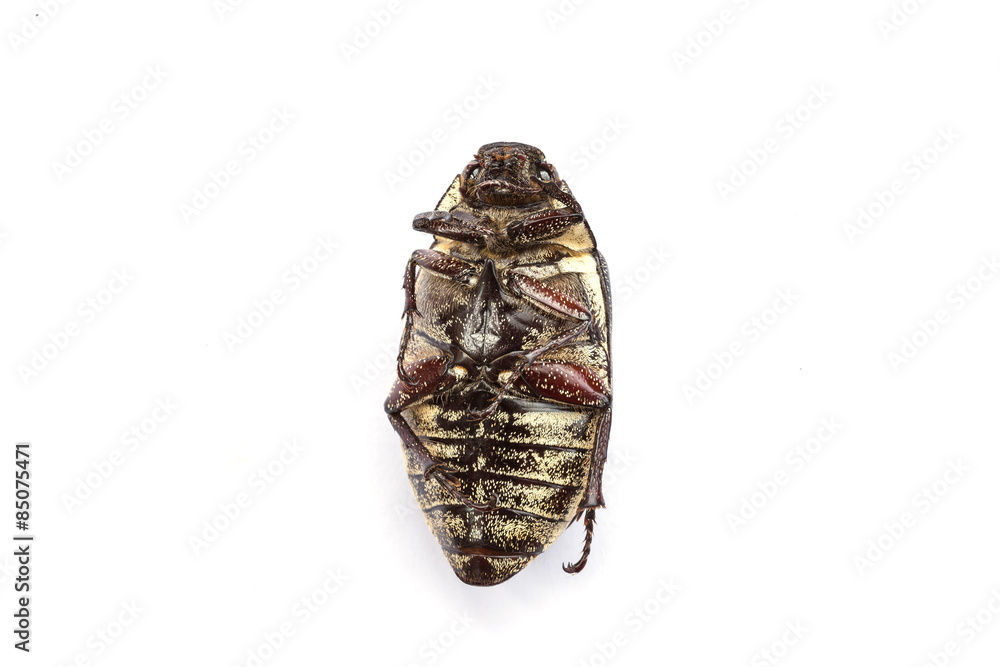Dead cockchafer isolated on white background Dead cockchafer isolated on white background