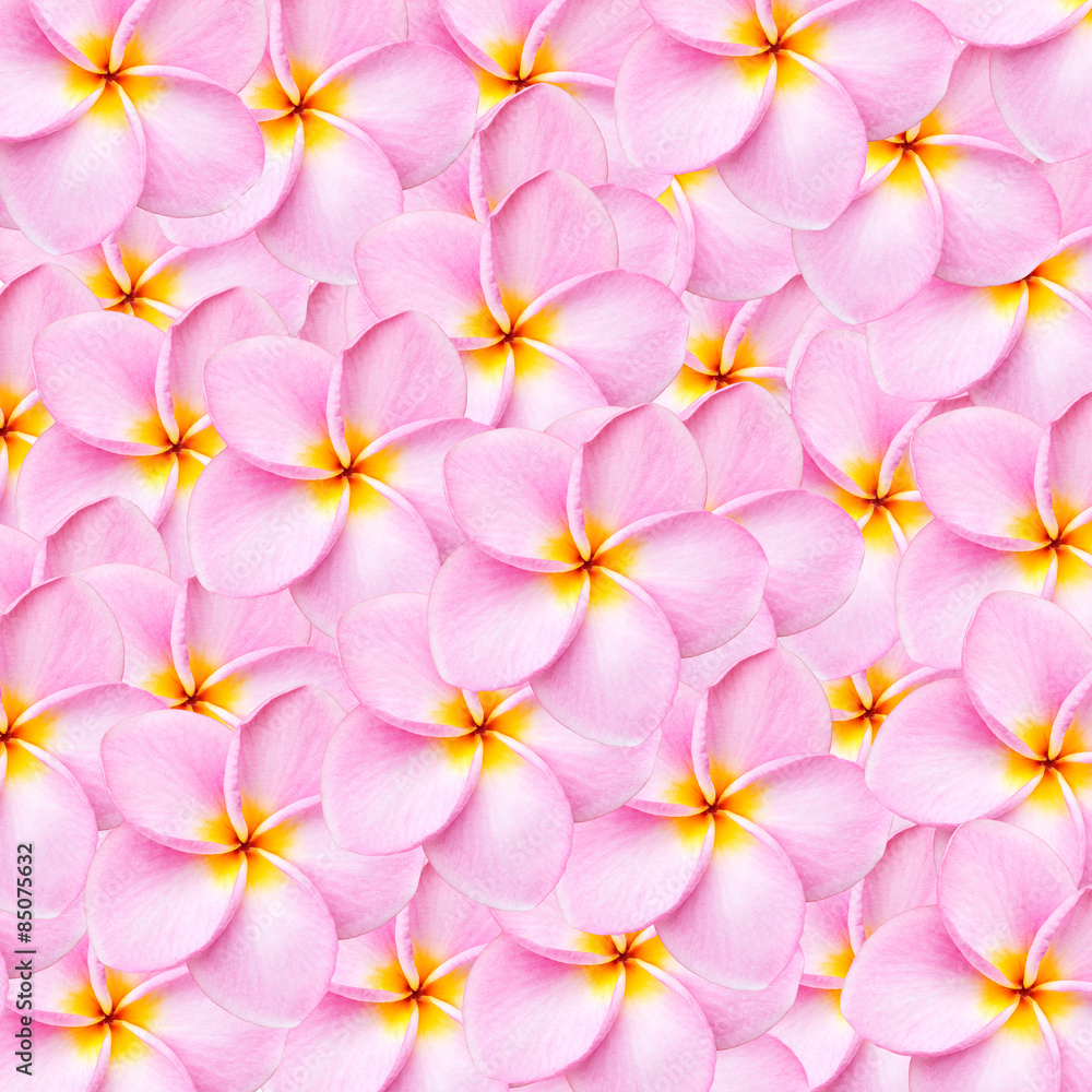 Pattern pink frangipani flower texture for background Pattern pink frangipani flower texture for background