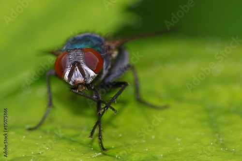 Detail of the red faceted eyes of a fly on a green leaf © miq1969
