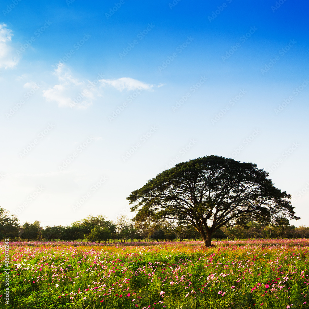 cosmos flowers fields