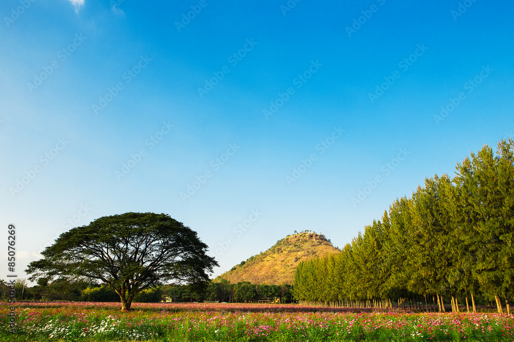 Obraz premium cosmos flowers fields
