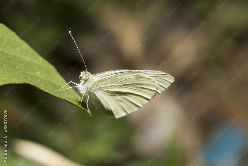 Butterfly Butterfly
