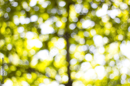 Background Bokeh from the sun under the shade of trees.