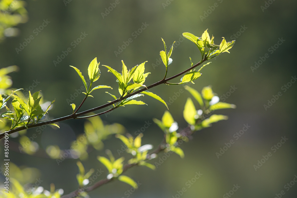 branches with green spring leaves branches with green spring leaves