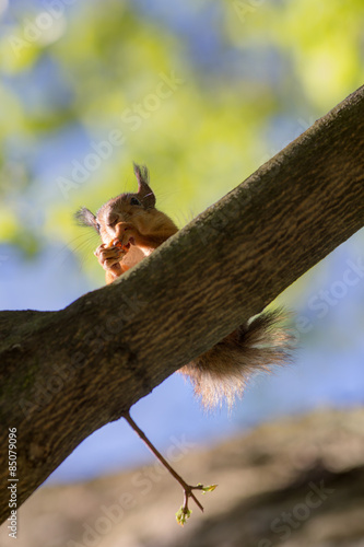 squirrel in spring