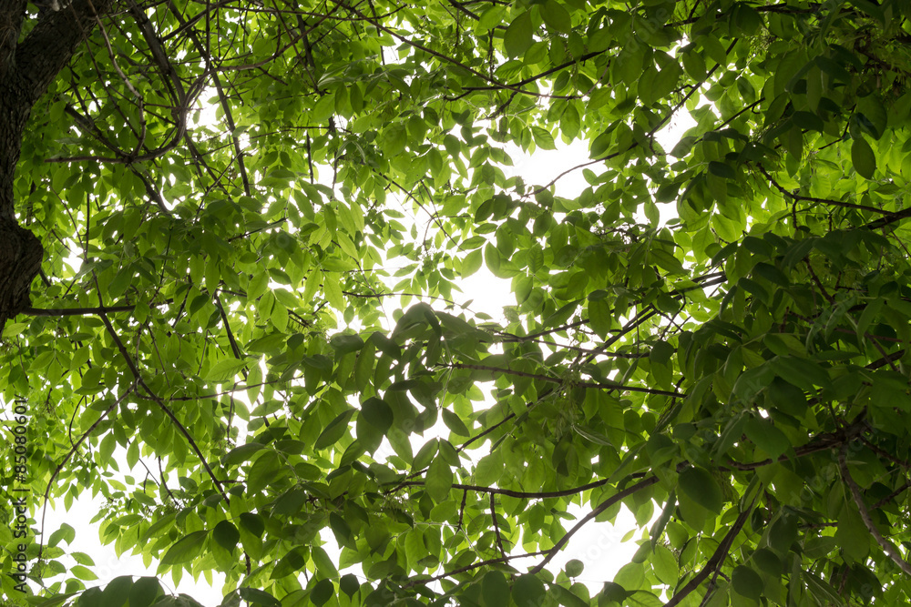 Sunlight Through Green Leaves Sunlight Through Green Leaves