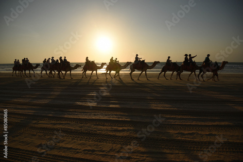 Camel walk on the beach at sunset