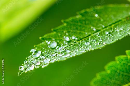 Green leaf and water drops detail © mars58