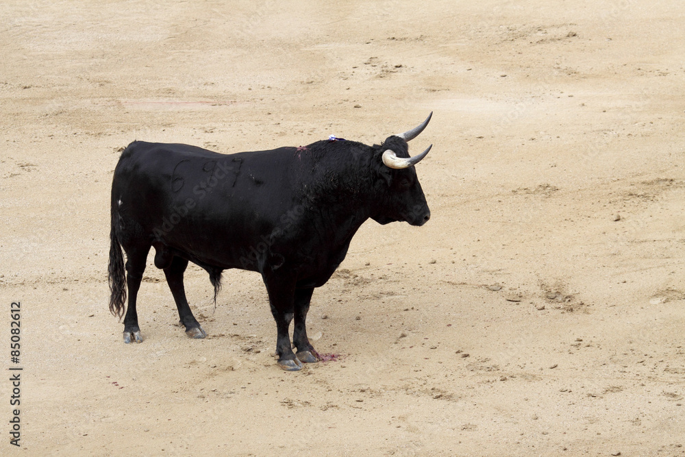 Spanish Bull Spanish Bull