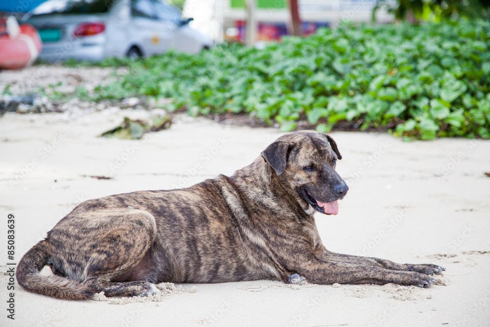 Obraz premium Thai Dog