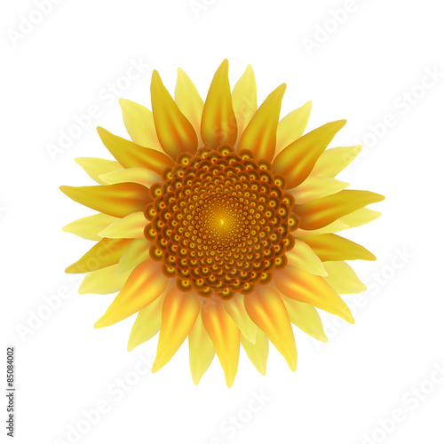 Fototapeta Naklejka Na Ścianę i Meble -  Sunflower