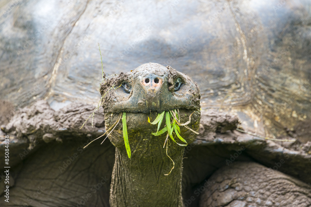 Obraz premium Szczegół żółwia olbrzymiego w rezerwacie żółwi El Chato, Wyspy Galapagos (Ekwador)