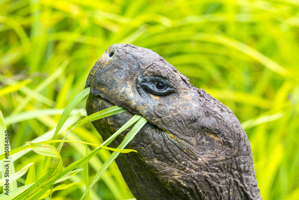 Naklejka premium Detail of a Giant tortoise in El Chato Tortoise Reserve, Galapagos islands (Ecuador)