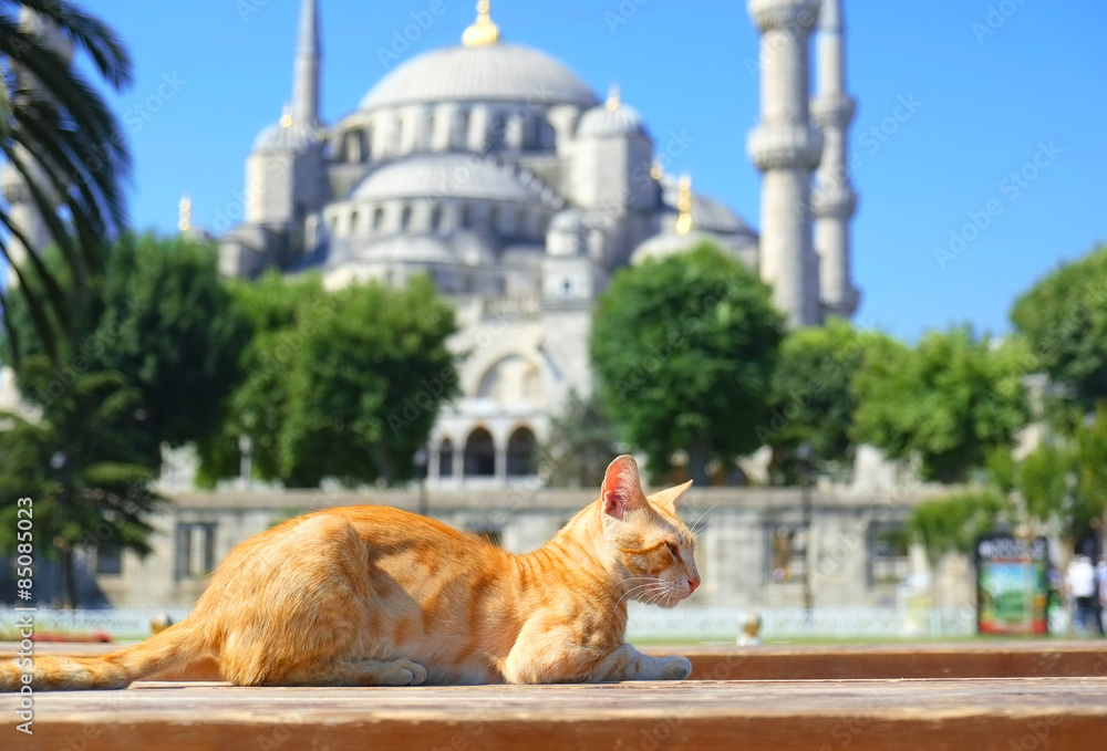 Naklejka premium Ginger cat in front of Sultan Ahmet mosque