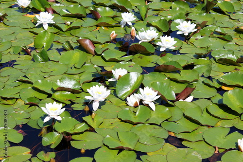 Blüten und Blätter von Seerosen auf einem Teich