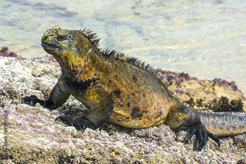 Galapagos marine iguana, Isabela island (Spain)