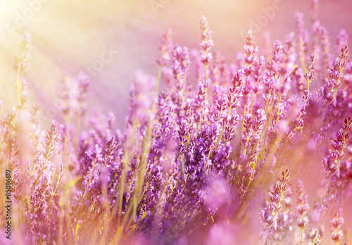 Lavender flowers lit by sun rays  sunbeams  